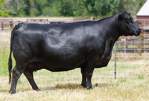 Eriskay of Thistledew 4RI1: AAA#18896300