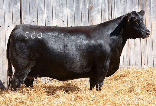 JC Donna 6520: AAA#18619180