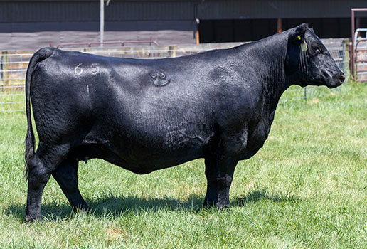 Pine Coulee Barbara 65J: AAA#21219142