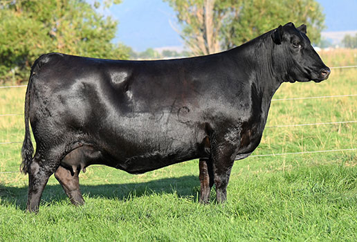 Coleman Eriskay 718: AAA#18838376