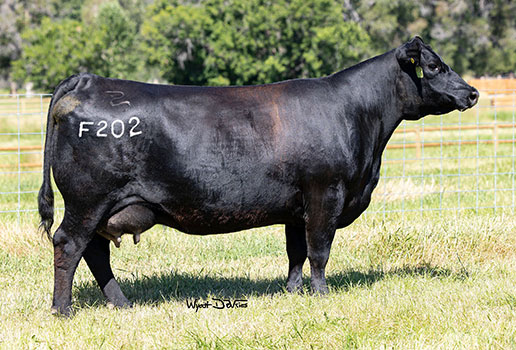 Pine Coulee Dixie Erica F202: AAA#19496420