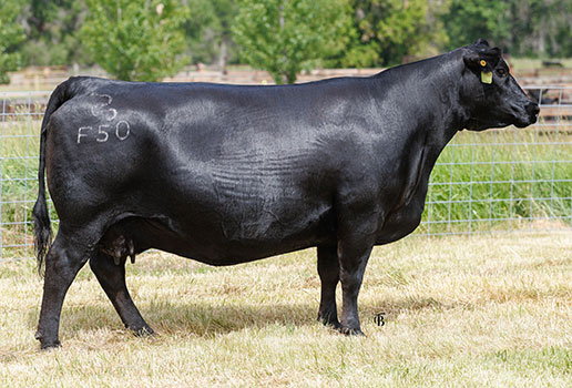 Pine Coulee Ever Entense F50: AAA#19328318