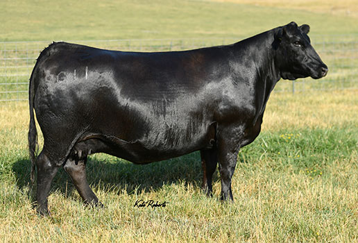 Pine Coulee Black Annie G11: AAA#19494135