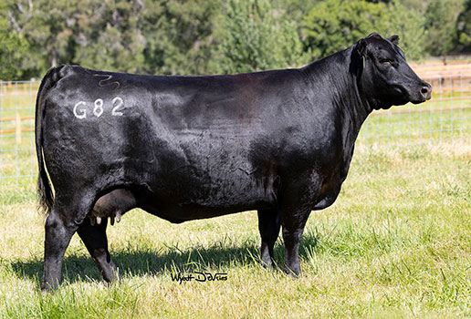 Pine Coulee Black Annie G82: AAA#19880540