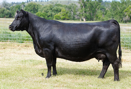 Pine Coulee Forever Lady H2: AAA#19798204