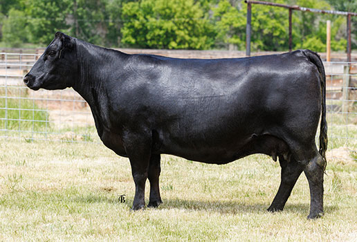 Pine Coulee Black Nellie J11: AAA#20003037