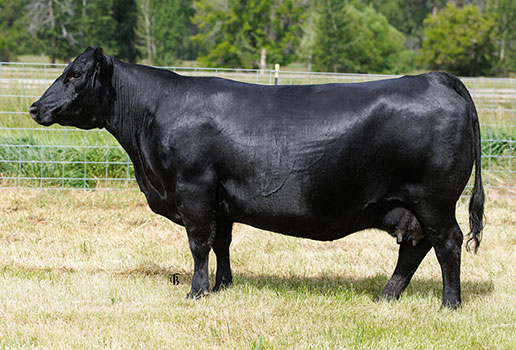 Pine Coulee Dixie EricaJ24: AAA#20026157