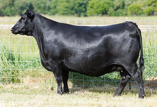 Pine Coulee Everelda H62: AAA#19933686