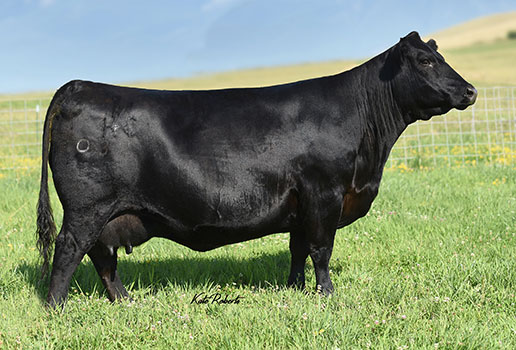 MW Black Nellie Rita 032: AAA#16876889