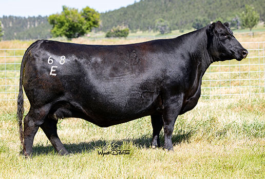 Pine Coulee Barbara 68E: AAA#20411275