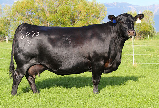 Coleman Dixie Erica 8273: AAA#16364789