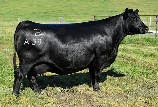 Pine Coulee Forever Lady A39: AAA#17618095