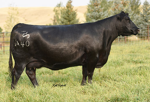 Pine Coulee Ever Entense A40: AAA#17619396