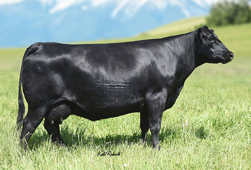 Pine Coulee Ever Entense T25: AAA#15877595