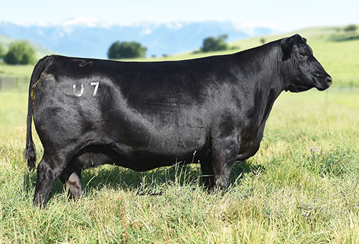 Pine Coulee Black Annie U7: AAA#16767556