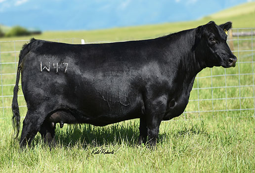 Pine Coulee Lass W47: AAA#16767764