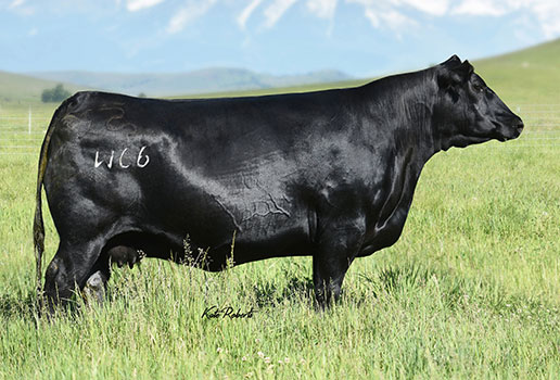 Pine Coulee Entense W66: AAA#16800078