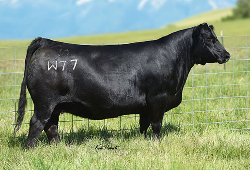 Pine Coulee Everelda W77: AAA#16767770