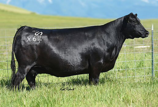 Pine Coulee Ever Entense X64: AAA#16989334