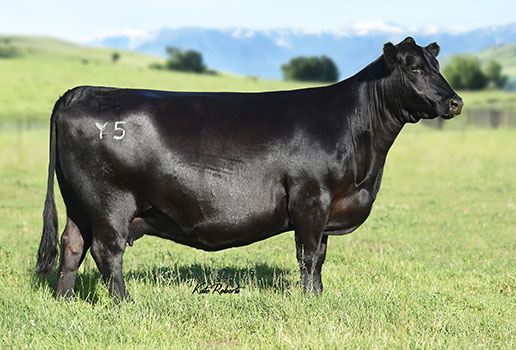 Pine Coulee Lucy Y5: AAA#17096019