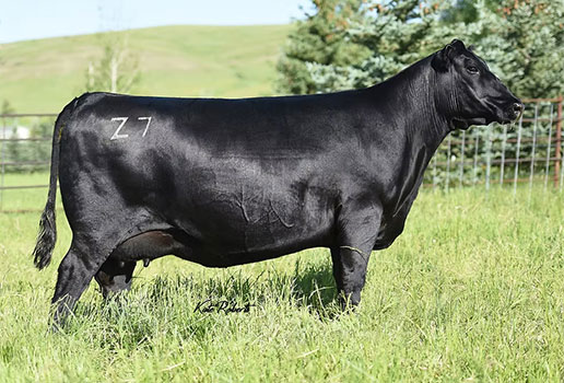 Pine Coulee Lass Z7: AAA#17376764