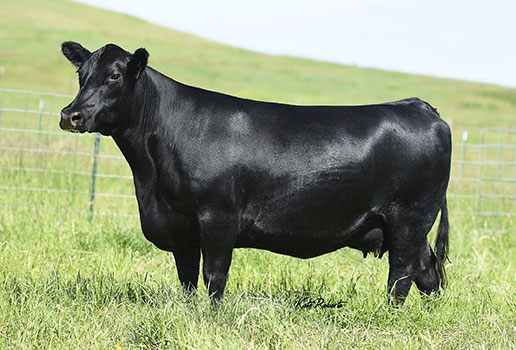 Pine Coulee Forever Lady Z805: AAA#17817405