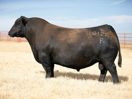 Duff Fearless 20123: AAA#(AR) 4421611