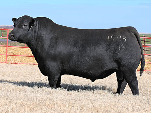 Duff Real Deal 19115