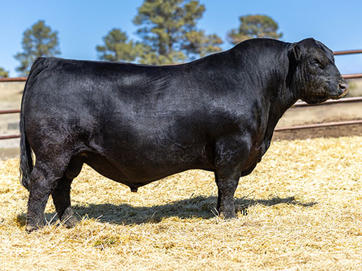 Golden Oak Hollywood 210K: AAA#20618713