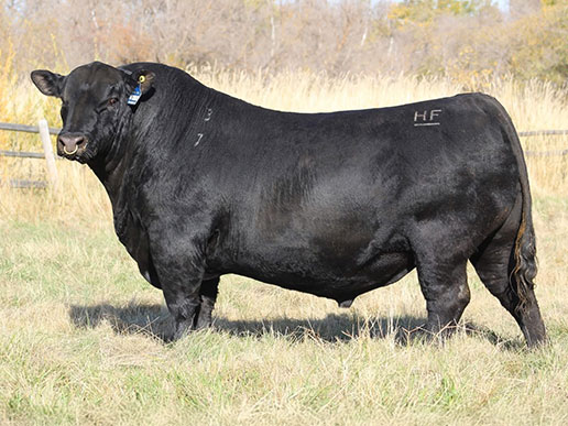 HF Hi-Country 7L: AAA#20899271