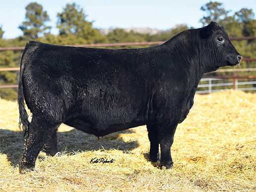 Pine Coulee Hannibal H316: AAA#19895467