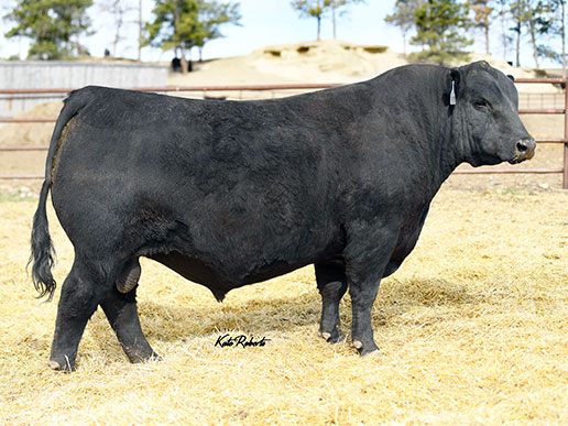 Pine Coulee Drifter G372: AAA#19651208