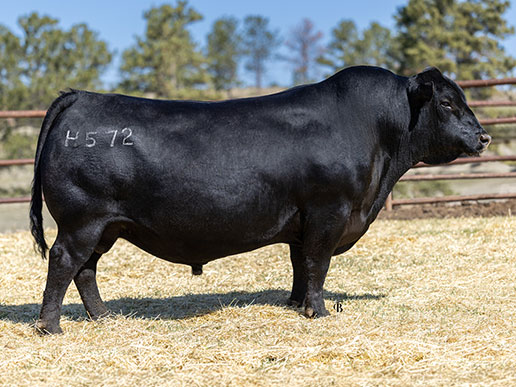 Pine Coulee Frontier H572: AAA#20271172