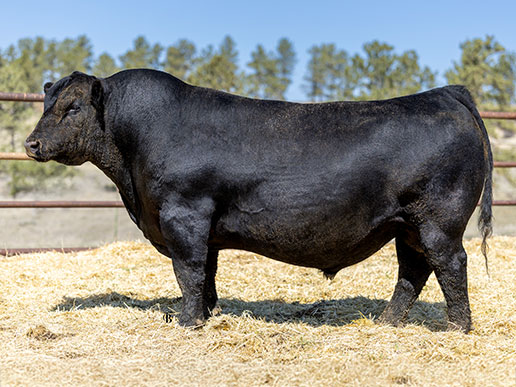 Pine Coulee History K383: AAA#20532908