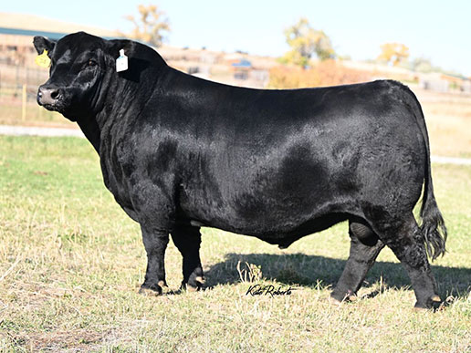 Pine Coulee Tornado K575: AAA#20629651