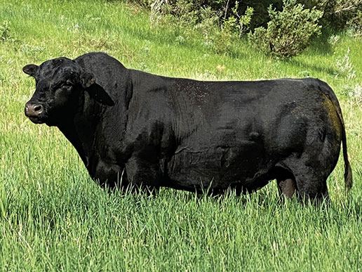 Pine Coulee Unforgiven E307