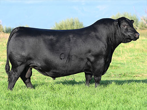 Coleman Resolve 7219